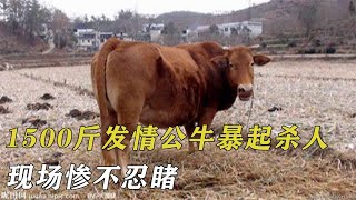 1500斤發情公牛暴起殺人，把主人活活踩死，現場慘不忍睹 by 阿呆杂烩说 13 views 4 months ago 4 minutes, 37 seconds