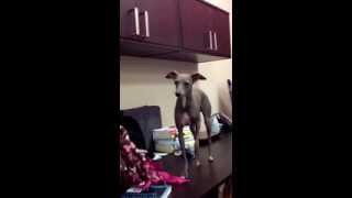 Italian Greyhound wants a cookie by Sterling The Iggy 761 views 10 years ago 2 minutes, 34 seconds