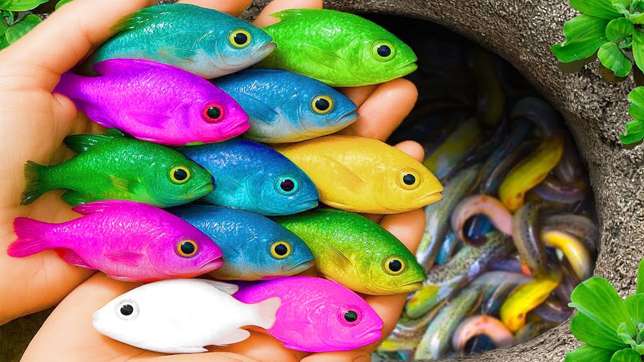 Поймайте красивых аквариумных рыбок в маленьком пруду: детенышей черепахи, угрей, рыбу-собаку, бе...