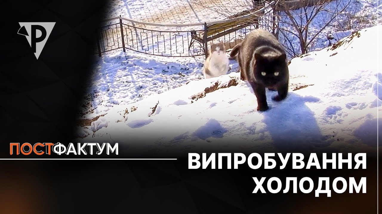 Випробування холодом: як люди можуть допомогти тваринам у період сильних морозів