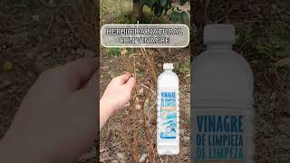 VINAGRE HERBICIDA: Lo ponemos a prueba. #elmanualdelagricultor #herbicida #plantas #huerta