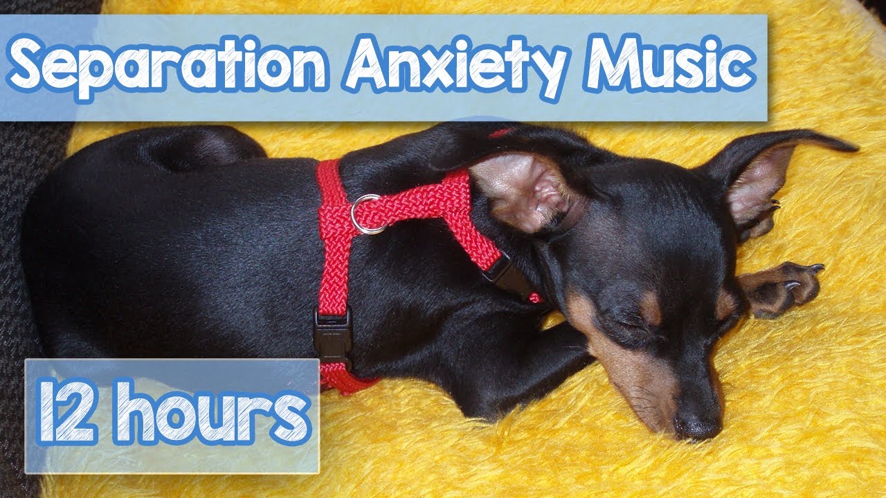 anti anxiety music dogs