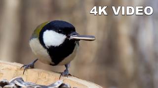 Morning Serenity: Japanese Woodland Birds in 4K UHD | Virtual Window ASMR