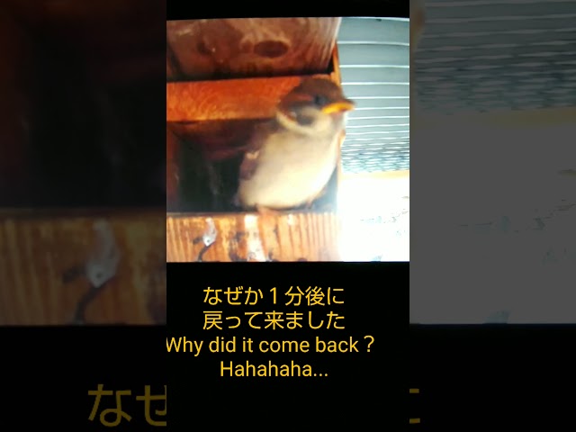 巣立ったのに巣箱に戻って来たヒナ