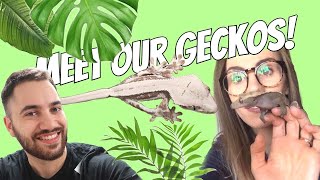 Crested Geckos ft. Tarantula Kat (MEET OUR GECKOS)