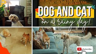 4K CAT & DOG staying home on a RAINY day. Will they fight? 🐶🙀 by Mr Frodo 3,384 views 1 year ago 1 minute, 49 seconds