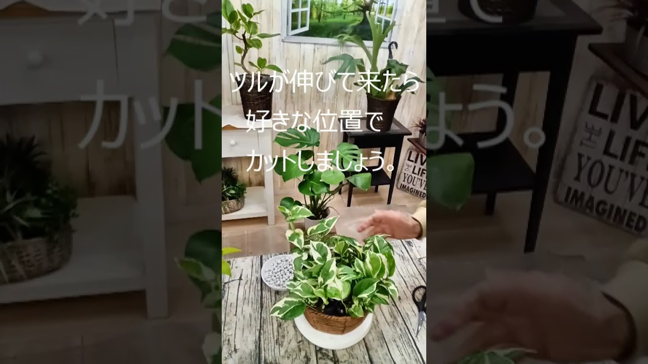 ＃ポトスを形よく綺麗に育てる。