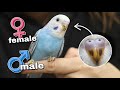 How to identify the age and gender of your budgie