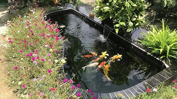 Hồ Cá Koi 2 Khối Đẹp Xài Bơm 16000l/h - Bộ Lọc Cực Tốt.Nước Trong Cá Khỏe Đẹp.Hồ Của Em Trí ở Củ Chi