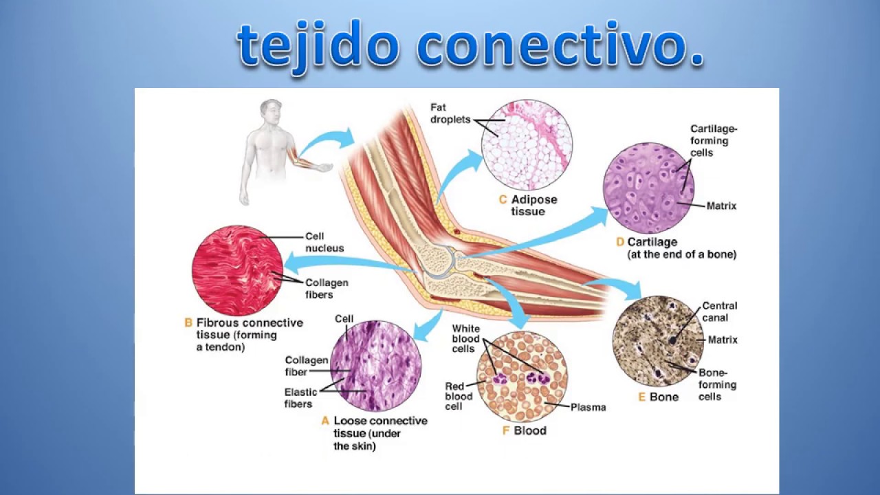 Tejido Conectivo Generalidades Y Clasificacion Youtube