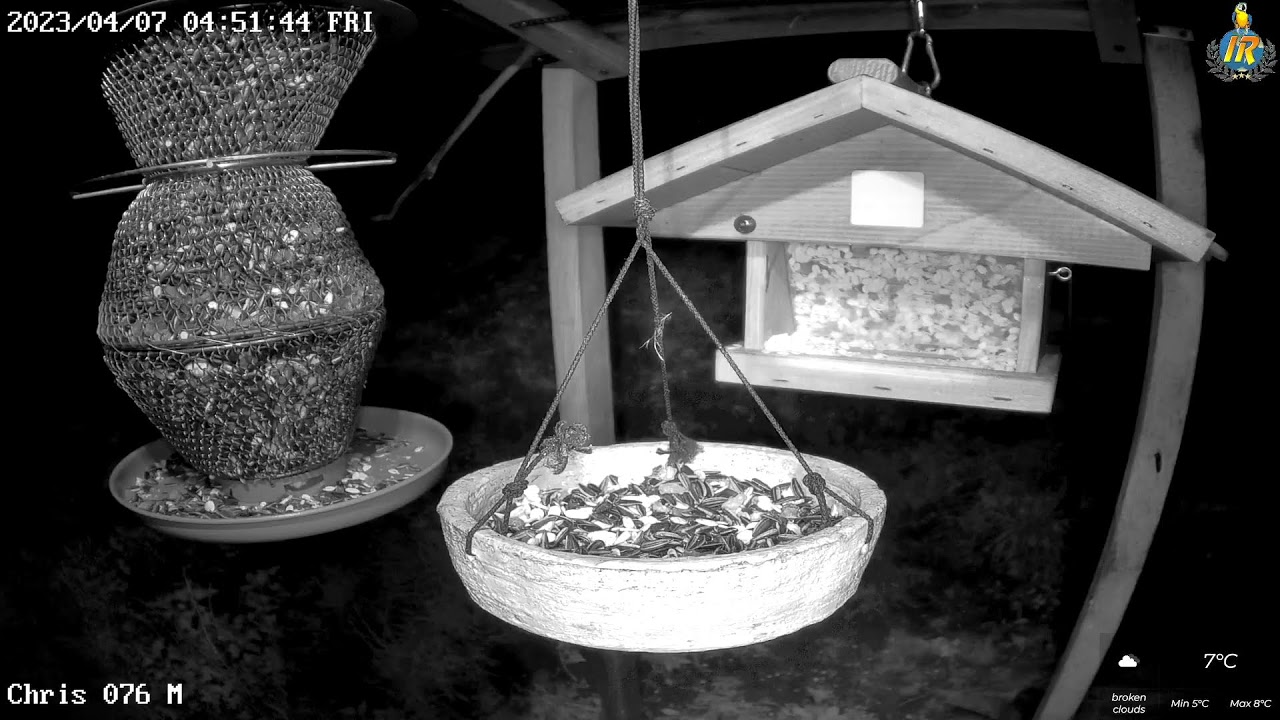 Bird Feeder Live in Switzerland 