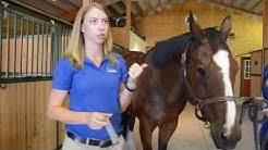Tips on Giving Horses Oral Medication - Durasi: 2.34. 