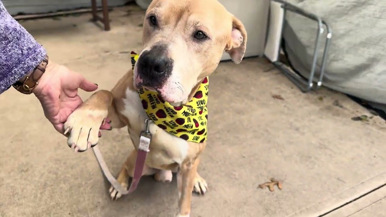 LOGAN 239972/ENJOYING PLAY TIME/ADOPTABLE DOG/NYCACC/SIACC