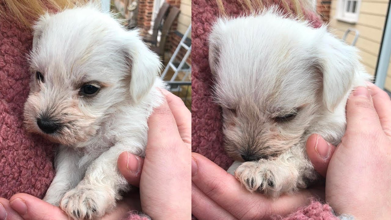 miniature schnauzer maltese mix