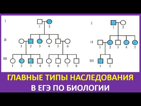 11. Главные типы наследования в ЕГЭ по биологии