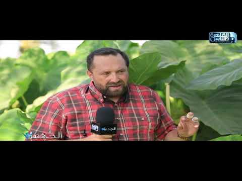 الجدعان يرصد نجاح زراعة القلقاس الحيوي في قرية الدلاتون بالمنوفية بإنتاجية تتجاوز ٣٠ طن للفدان 