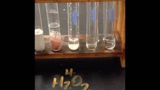 Catalase Lab