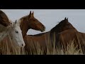 In The Company of Wolves - Trailer 2