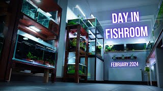 Moving HUNDREDS of CORYDORAS, RAINBOW SHINER and CPD FRY | A DAY in the FISHROOM FEBRUARY 2024