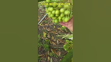 LÀM BÔNG MÙA NGHỊCH