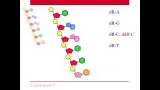 SBI4U U3 Genetics Dideoxy DNA Sequencing
