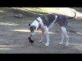 Little Puppy Meets Big Dog