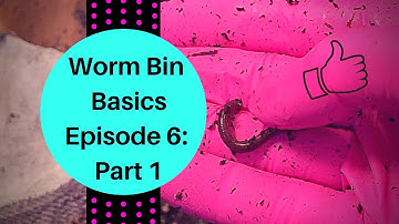 Red Wiggler Cocoon Bin: Worm Bin Basics Episode 6