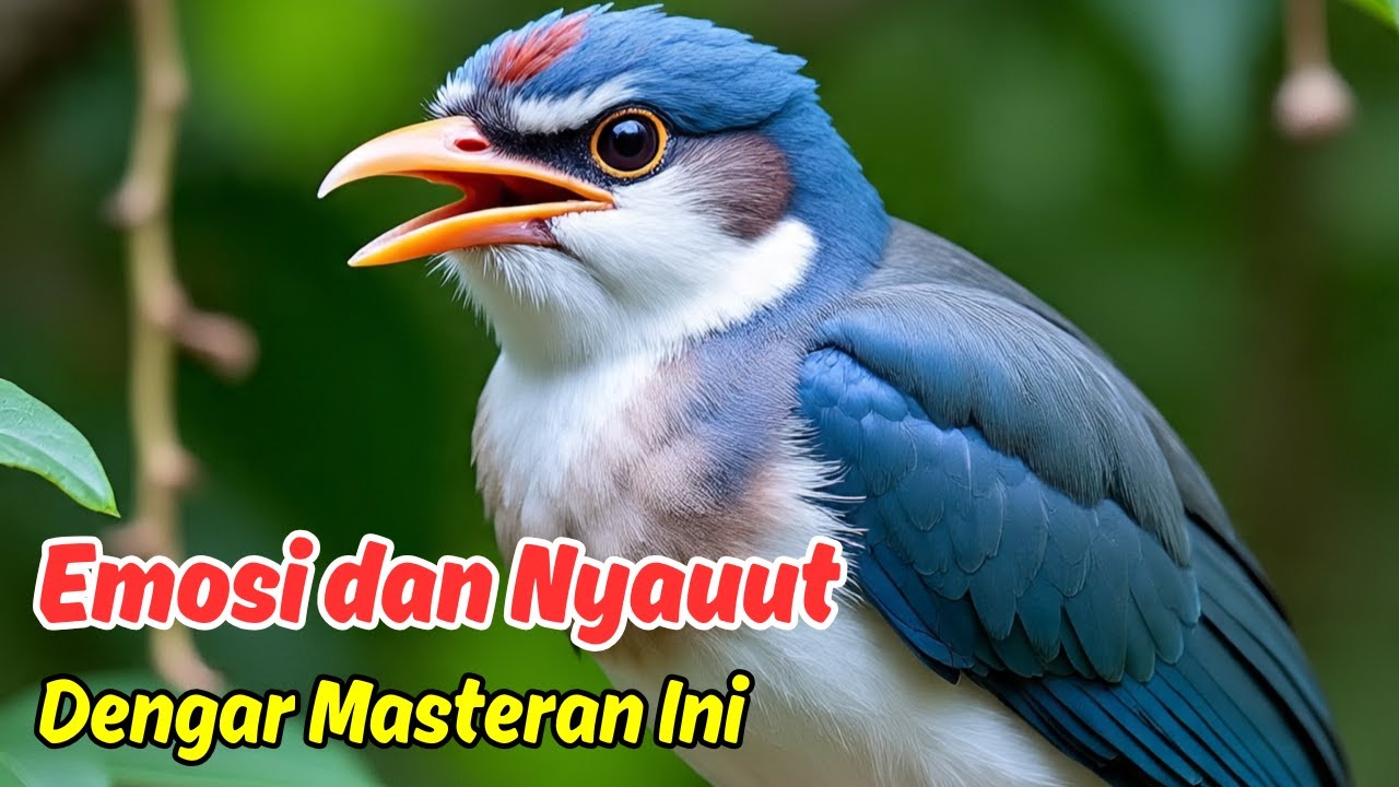 Pancingan Murai Batu Full Tembakan, Cepat Nyauut dan Emosi