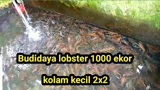 budidaya lobster kolam kecil isi 1000ekor padat tebar