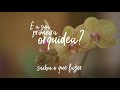 Primeira orquídea? Saiba o que fazer! (cuidados básicos)