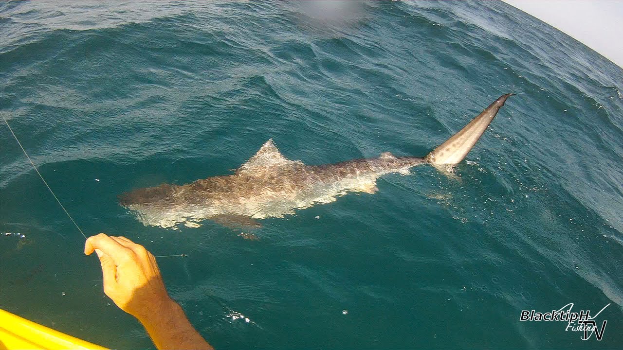 Tiger Shark Caught while Kayak Fishing - YouTube