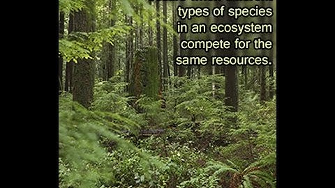 Interspecific Competition Definition and Examples