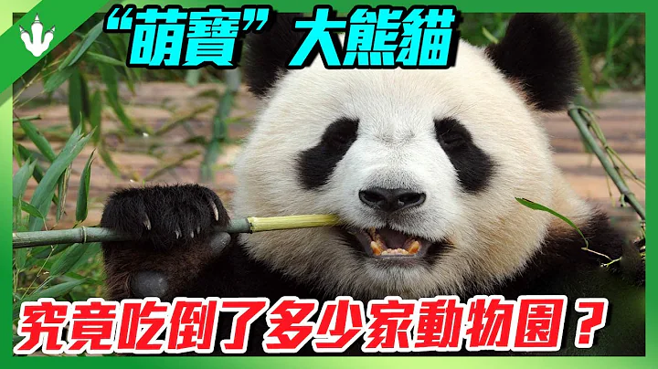 不就吃點竹子嗎？養只大熊貓有多燒錢？一年吃掉700萬！國寶大熊貓慘遭「退貨」！ - 天天要聞