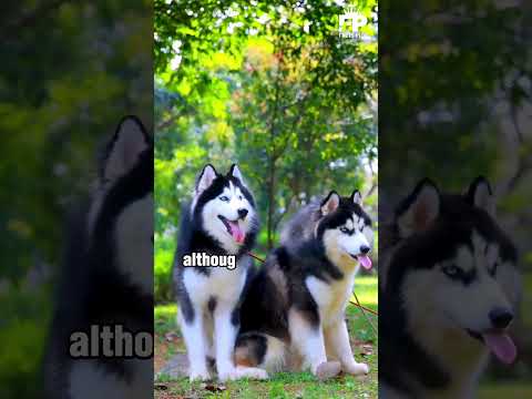 5 Bravest Dogs