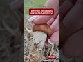 🍄🌲Грибники штурмуют леса Беларуси! Такого начала сезона никто не ожидал #новости #viral #мозырь