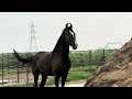 Horse stud farm of marwari horses in india long riders ranch