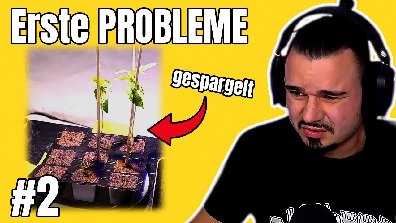 Erste Probleme & Umtopfen der Keimlinge | Grow Tagebuch #2