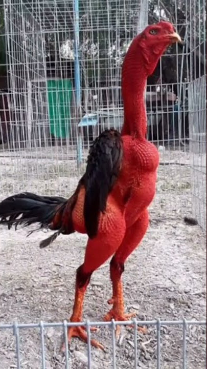 Ashil murga Rooster Chicken 🐓#shorts #youtubeshorts