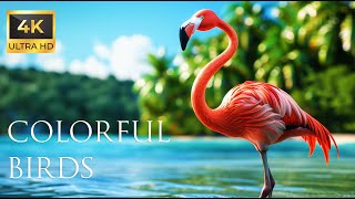 4K Colorful Flamingo  Beautiful Birds Sound in the Forest | Bird Melodies