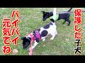 【捨て犬 子犬 保護】初めてのお散歩と卒業+おまけコーナー
