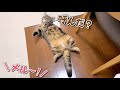 弟猫に名前を覚えたか検証してみたら思わぬ展開になった…笑