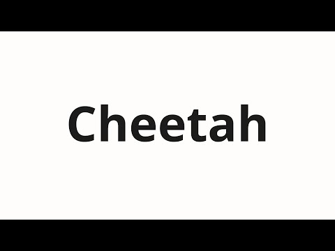 How to pronounce Cheetah