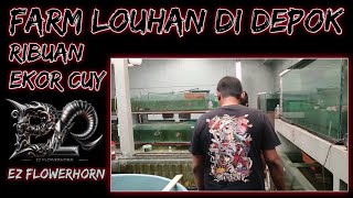 FARM LOUHAN CAKEP SEGEDE INI ADA DI DEPOK‼️