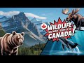 Exploring Canada’s Unique Wildlife: What to Expect #CanadaWildlife #NatureTravelCanada