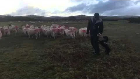 Train a dog to stop chasing sheep
