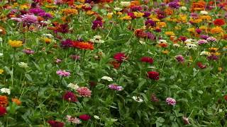 Kasımpatı sabır, veda çiçeği