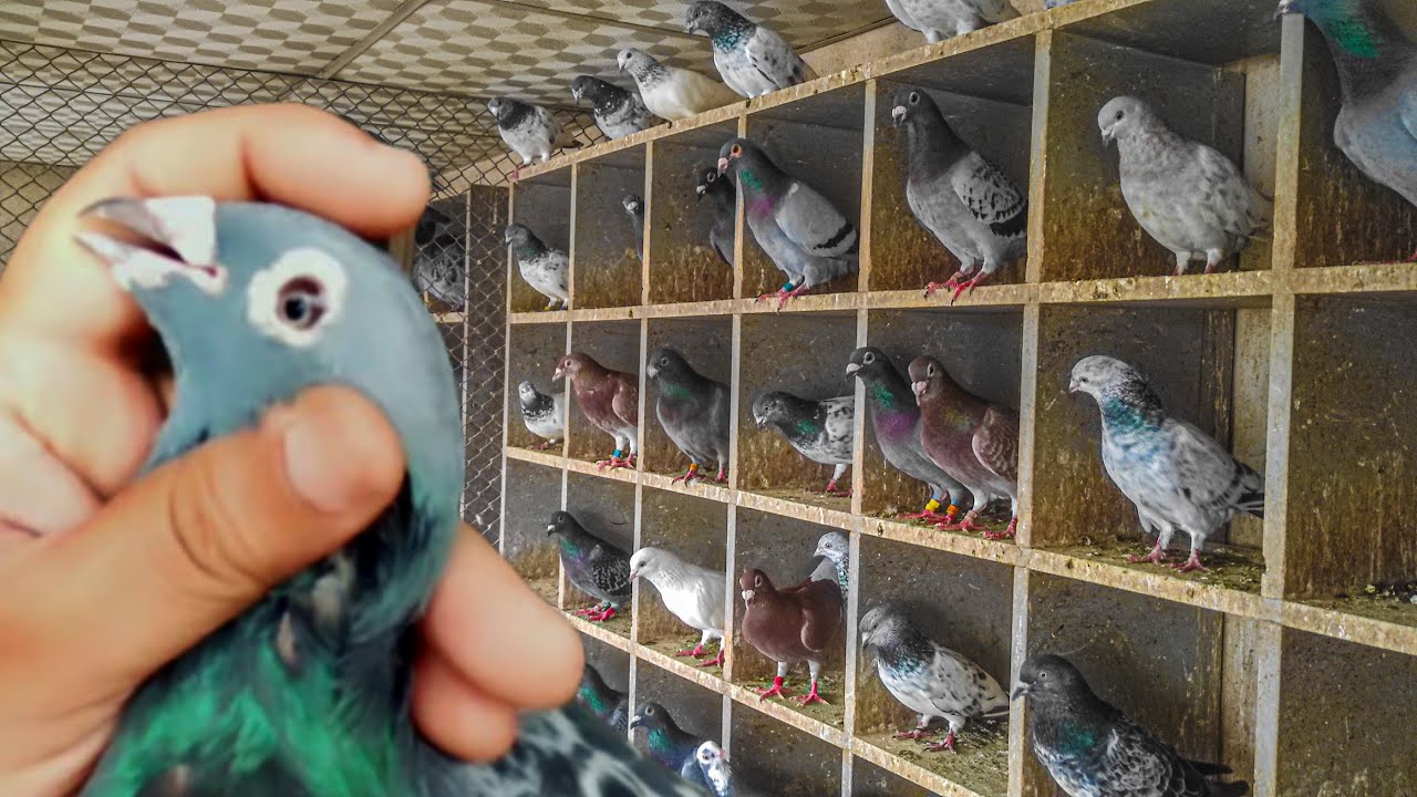 ৩০০ কিলোমিটার রেসে চ্যাম্পিয়ন হুমা কবুতর | Biggest racing pigeon loft