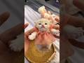cutei cat #cute #cutecats #trending #catshorts#cats #shortsfeed