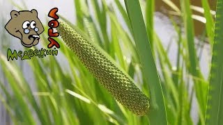 ИЗЖОГА  - помощь народными средствами (Школа травоведения)