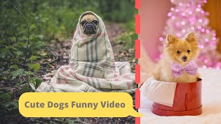 #CuteTube Cute Dogs playing | Cute Dogs Funny Playing | Cute pets (Dogs) Playing screenshot 2